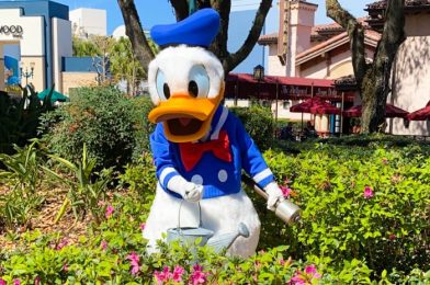 VIDEO! Sneezing Lessons from Donald Duck in Hollywood Studios