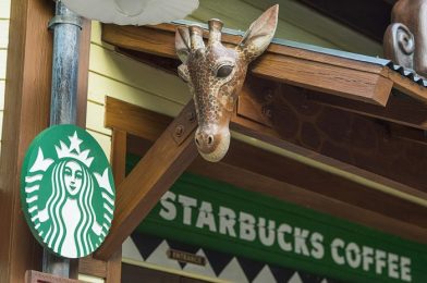 Creature Comforts Starbucks at Animal Kingdom Offers Some Surprising Lunch Options