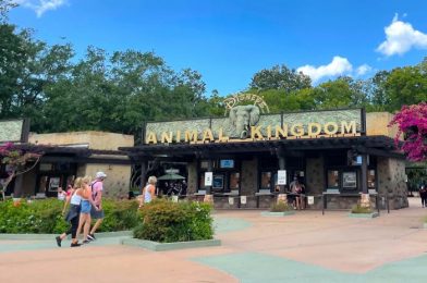 What’s New inAnimal Kingdom: Festival of the Lion King Returns and Rainbow Masks Arrive