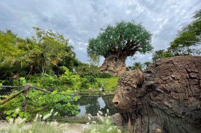 What’s New in Animal Kingdom: A Drink Spot Reopens and Dooney and Bourke Bags!