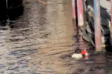 VIDEO: Venetian Gondolas Cast Member Swims Through Canal to Retrieve Oar at Tokyo DisneySea
