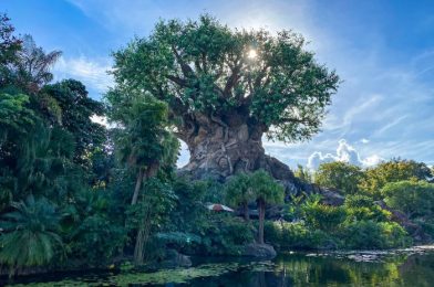 NEWS: 5 Special Tours Are Coming Back to Disney World Next Year!