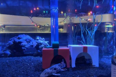 PHOTOS: Holiday Decor Integrated into Fish Tanks at The Seas with Nemo & Friends at EPCOT