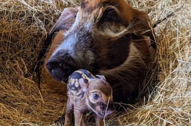 PHOTOS: Baby Red River Hog Born at Disney’s Animal Kingdom Lodge