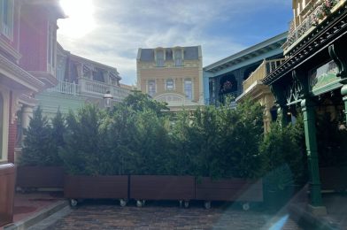 New Brick Added to Center Street at Magic Kingdom as Construction Continues