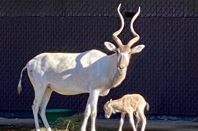 Disney’s Animal Kingdom Lodge Welcomes the Early Birth of a Rare African Antelope