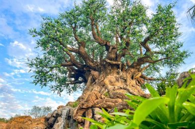 What’s New at Disney’s Animal Kingdom: Tree of Life Trails Are CLOSED