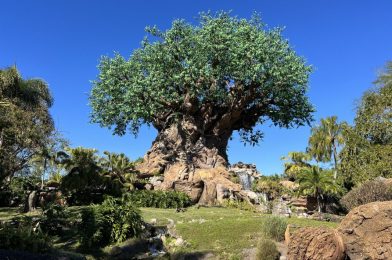 PHOTOS: Pathways Closed Around Tree of Life as Repainting Begins at Disney’s Animal Kingdom