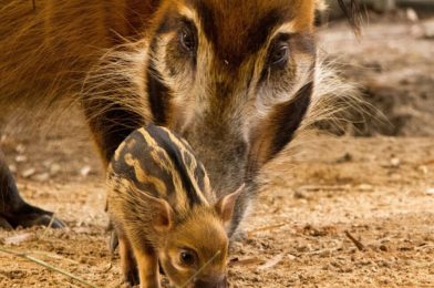 Disney’s Animal Kingdom Lodge Welcomes ‘a-boar-able’ Baby Red River Hog