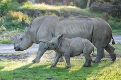 Dugan the White Rhino Passes Away at Disney’s Animal Kingdom