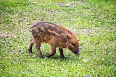 PHOTOS: Meet Walter — The Newest Red River Hog Piglet at Disney’s Animal Kingdom Lodge