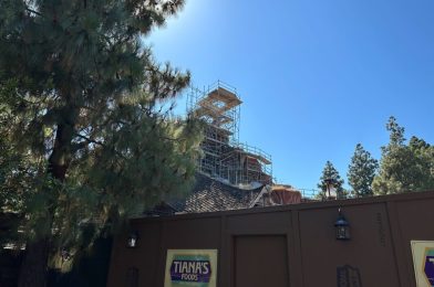 Dismantling of Iconic Splash Mountain Tree Begins at Disneyland