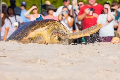 See the Tour de Turtles at Disney’s Vero Beach Resort