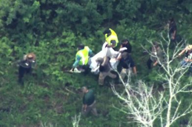 VIDEO: Magic Kingdom Bear Safely Released into Ocala National Forest