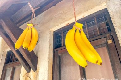 Could a Fungal Disease Cause Bananas to Go EXTINCT? Here’s What Could Happen!