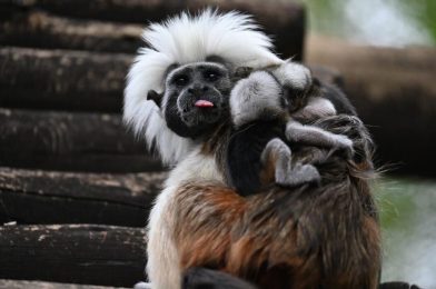PHOTOS: Critically Endangered Baby Cotton-Top Tamarin Monkey Triplets Born at Disney’s Animal Kingdom