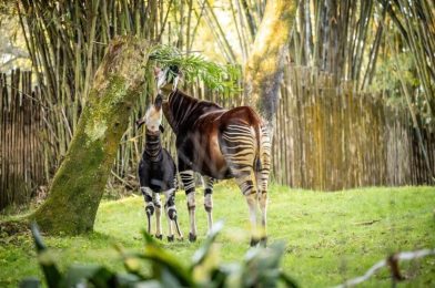 PHOTOS: Baby Okapi Elijah Makes His Debut at Disney’s Animal Kingdom, Named After 50-Year Cast Member