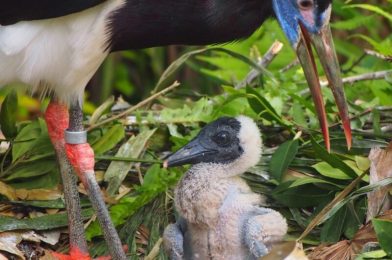 New Abdim’s Stork Chick Born at Disney’s Animal Kingdom