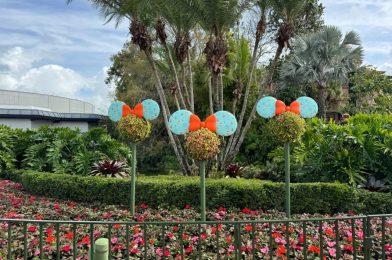 Orange Bird Ears Added to Mickey Head Topiaries at EPCOT International Flower & Garden Festival