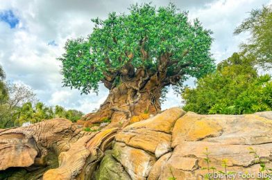 I Ordered the Cheapest Meal in Disney’s Animal Kingdom — Here’s What I Loved About It