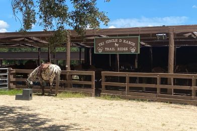 Horseback Riding at Disney’s Fort Wilderness to Be Unavailable Most Days Until Further Notice