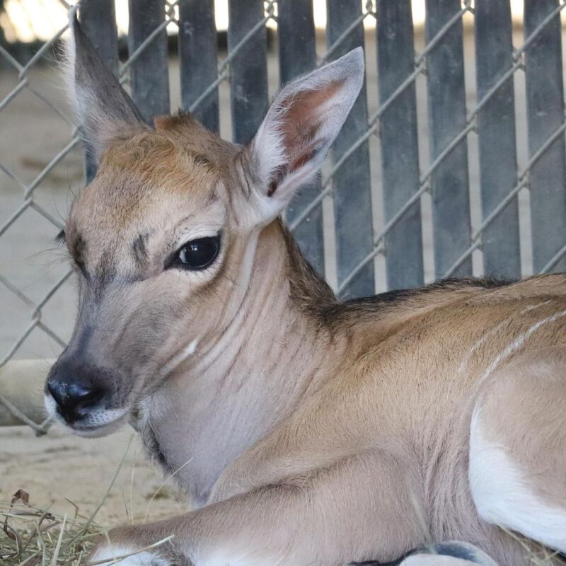 world of dogs - the antelope calf let out a muffled... Eland Antelope Calf Born at Disney’s Animal Kingdom Lodge - Disney by Mark